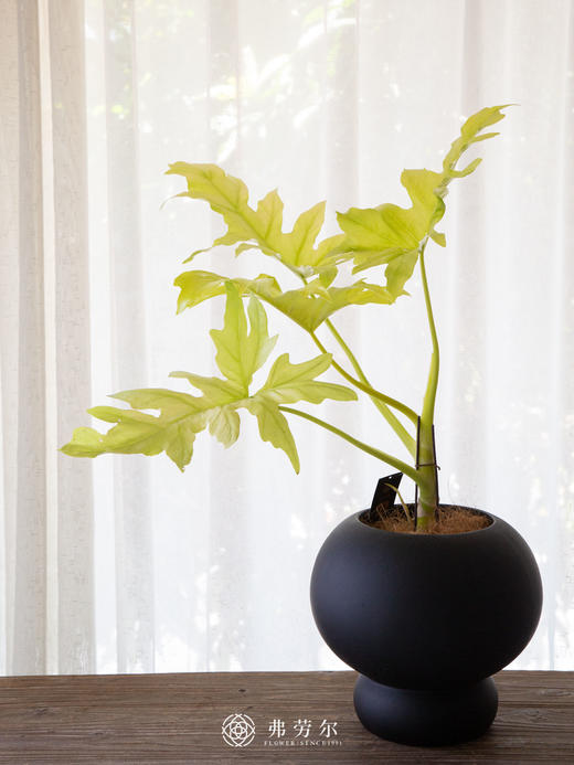 黄金春羽 商品图0