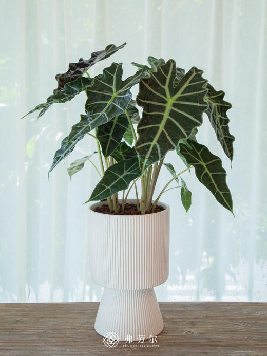 大仙女 商品图0