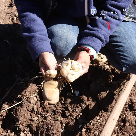 生态鲜百合（基地直发-顺丰包邮） | 多种规格，来自云南香格里拉，生产者：李忠青【合作生产，公平贸易】 商品图4