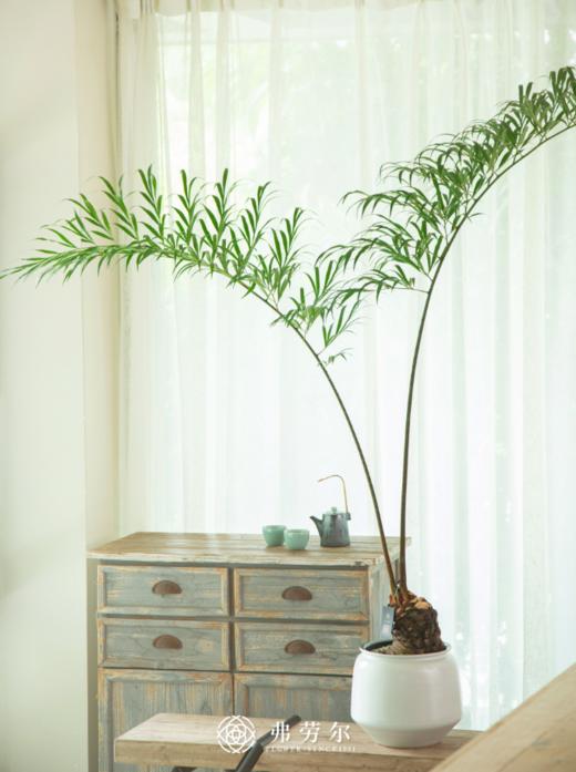 网红铁 商品图0