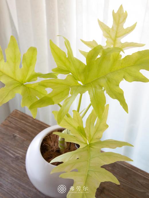 黄金春羽 商品图2