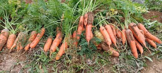 【生命食物】山西净土生态胡萝卜、白萝卜，净重5斤/箱包邮。 商品图1