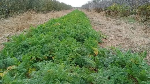 【生命食物】山西净土生态胡萝卜、白萝卜，净重5斤/箱包邮。 商品图5