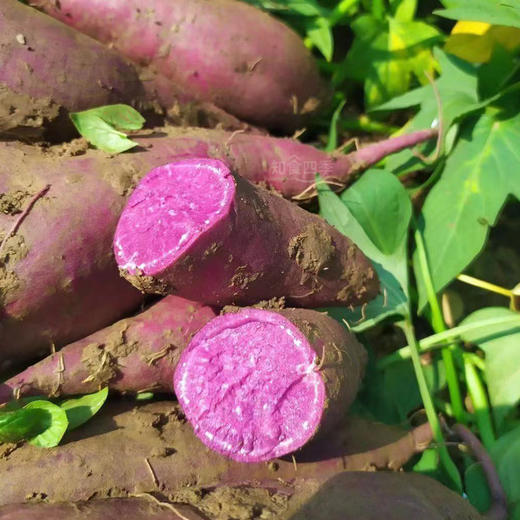 甜度自然·沙地紫薯 富含花青素 口感细腻粉糯 商品图3