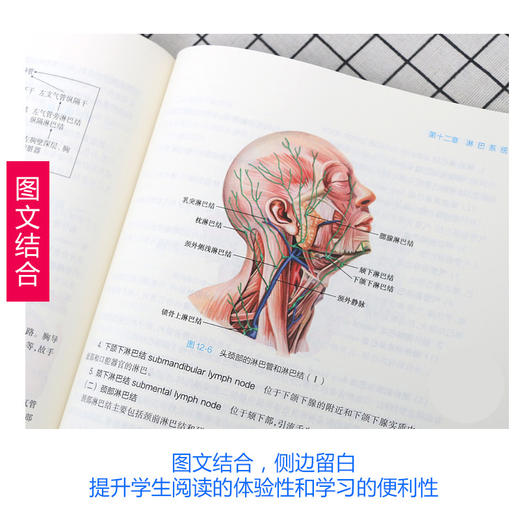 全2册系统解剖学 第9版+系统解剖学习题集 第3版 本科临床西医教材基础临床预防口腔十三五规划 人民卫生出版社 商品图3