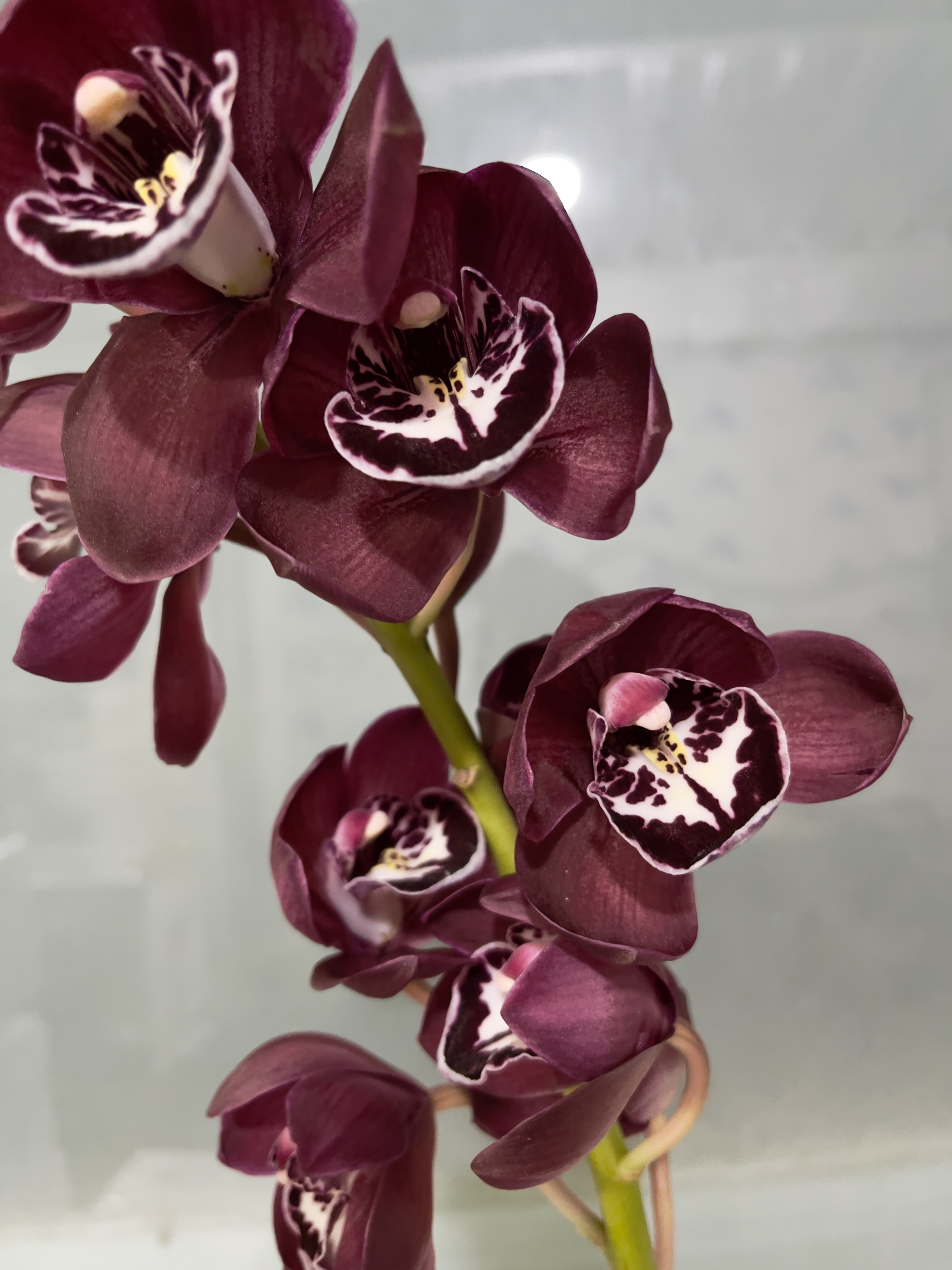 兰花 | 大花蕙兰鬼脸