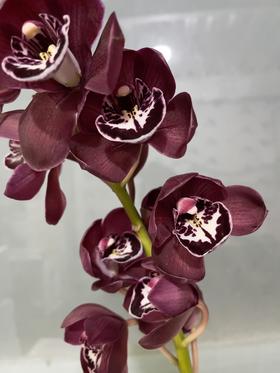 兰花 | 大花蕙兰鬼脸