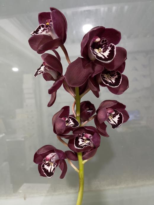 兰花 | 大花蕙兰鬼脸 商品图1