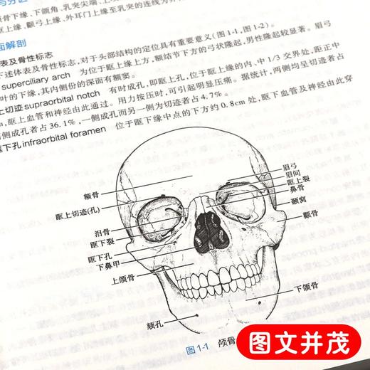 全2册 局部解剖学第9版+局部解剖学习题集 本科临床西医教材 基础临床预防口腔十三五规划 人民卫生出版社 商品图4