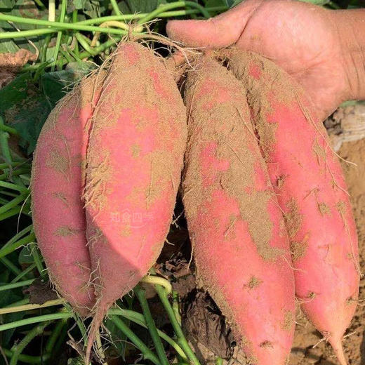 为烤而生·精品烟薯25红心流油蜜薯 稀软甜蜜一口难望 商品图4