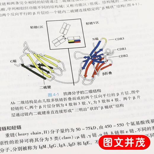 全2册 医学免疫学 第7版+医学免疫学学习指导与习题集 第3版 本科临床西医教材 基础临床预防口腔十三五规划 人民卫生出版社 商品图4