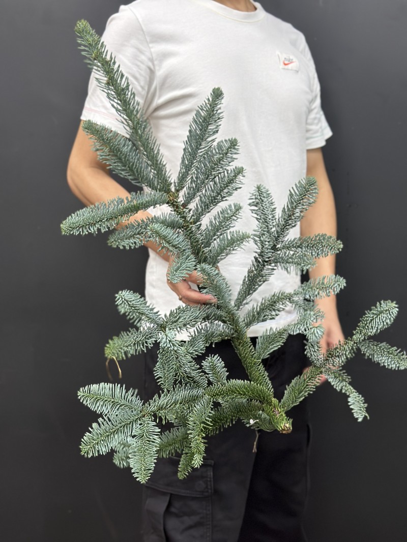 丹麦进口圣诞树诺贝松鲜切枝