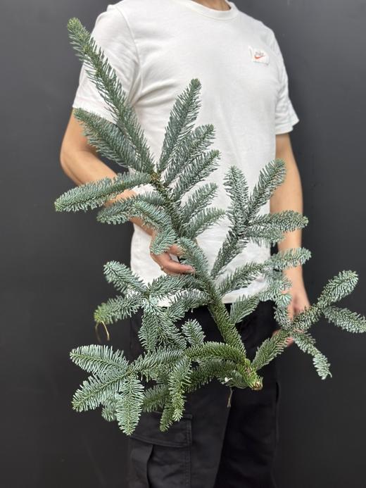 丹麦进口圣诞树诺贝松鲜切枝 商品图0