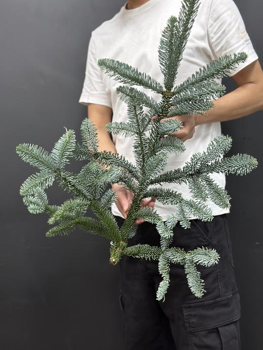 丹麦进口圣诞树诺贝松鲜切枝 商品图2