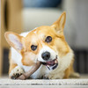GiGwi贵为狗狗玩具木塑鹿角幼犬小中大型犬用品磨牙耐咬宠物解闷 商品缩略图1