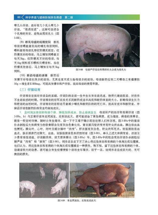 科学养猪与猪病防制原色图谱 第二版【中国农业出版社官方正版】 科学养猪 猪病防制 养猪 猪病 商品图2