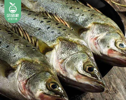 本港七星鲈鱼（冰鲜-杀好）/1份（2条，共350-400g） 商品图3