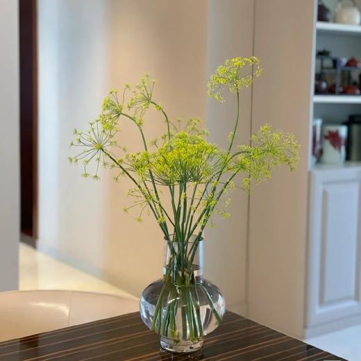 配花-茴香-5-8支 商品图0