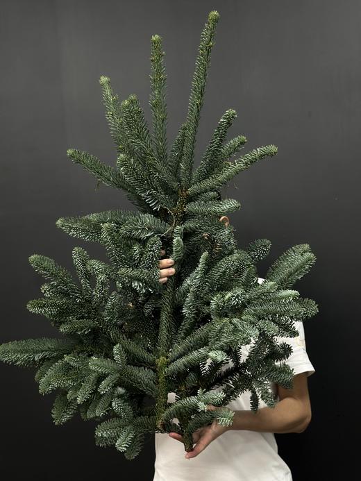 丹麦进口圣诞树诺贝松鲜切枝 商品图3