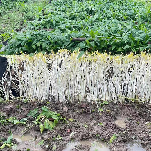 【周二送达】溧阳白芹，入口脆嫩，生吃都可以，微甜爽口，清炒都是一盘美味！ 商品图6