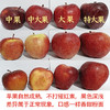 『甘肃花牛苹果』香甜粉面，果香浓郁，口感细腻，可以刮苹果泥、制作宝宝辅食 商品缩略图6
