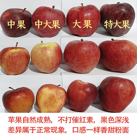『甘肃花牛苹果』香甜粉面，果香浓郁，口感细腻，可以刮苹果泥、制作宝宝辅食 商品图6
