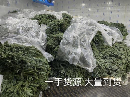 丹麦进口圣诞树诺贝松鲜切枝 商品图6