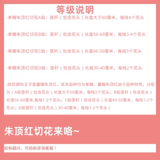 盛妆 价格为每扎（2枝）总价 商品图2