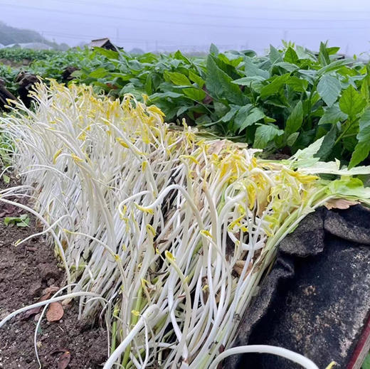 【周二送达】溧阳白芹，入口脆嫩，生吃都可以，微甜爽口，清炒都是一盘美味！ 商品图7