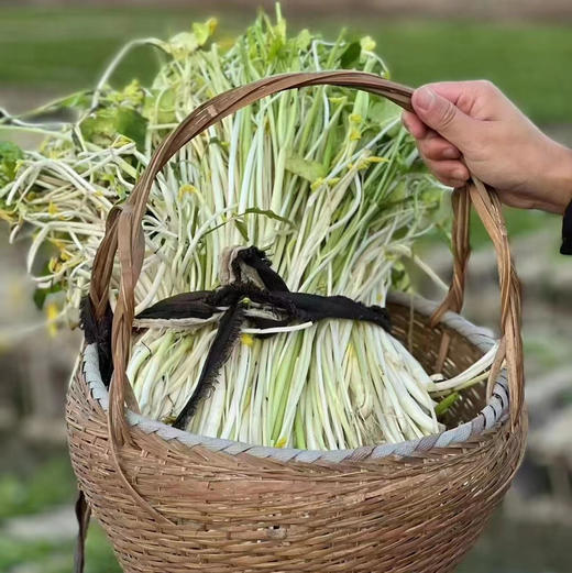 【周二送达】溧阳白芹，入口脆嫩，生吃都可以，微甜爽口，清炒都是一盘美味！ 商品图0