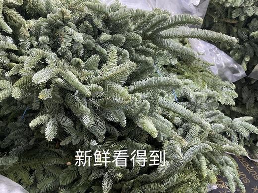 丹麦进口圣诞树诺贝松鲜切枝 商品图10
