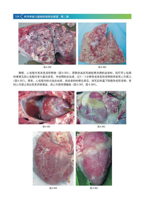科学养猪与猪病防制原色图谱 第二版【中国农业出版社官方正版】 科学养猪 猪病防制 养猪 猪病 商品图3