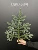 丹麦进口圣诞树诺贝松鲜切枝 商品缩略图5