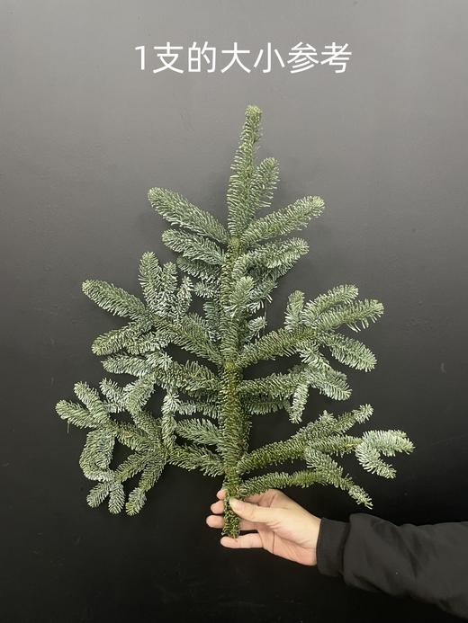 丹麦进口圣诞树诺贝松鲜切枝 商品图5