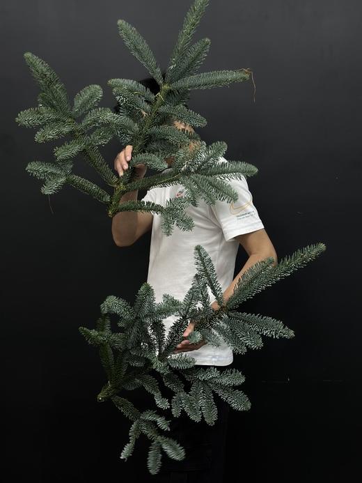 丹麦进口圣诞树诺贝松鲜切枝 商品图1