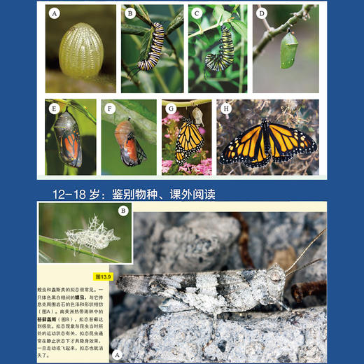 123！探秘神奇的昆虫世界 超级昆虫大发现 商品图3