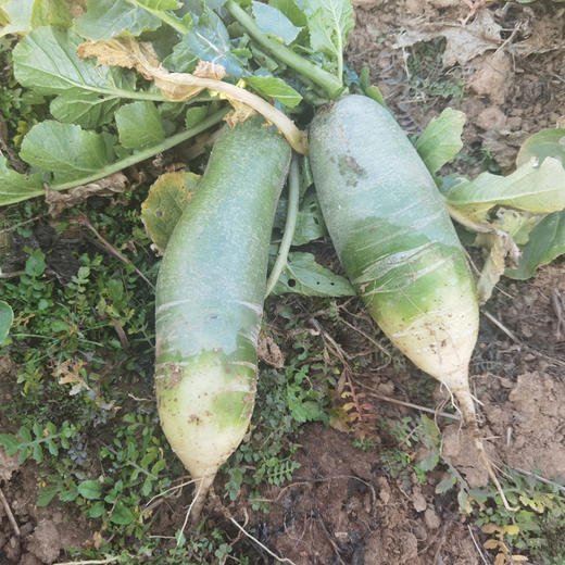 有机水果小青萝卜 商品图5