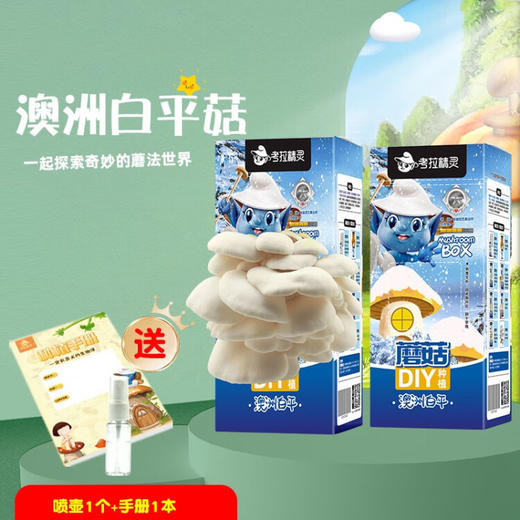 考拉精灵平菇蘑菇种植盒  XHR 商品图1