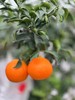 四川眉山【套袋红美人】重新定义爱媛橙！ 9:1黄金酸甜比 皮薄无核多汁 北纬30℃的味觉狂欢 商品缩略图4