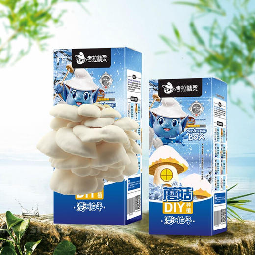 考拉精灵平菇蘑菇种植盒  XHR 商品图2