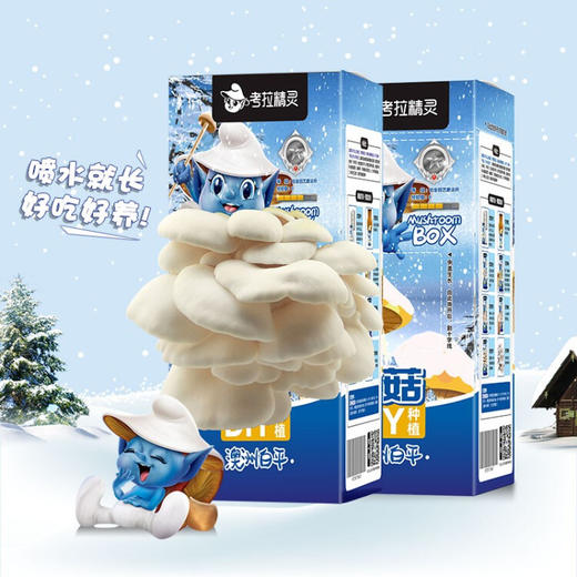考拉精灵平菇蘑菇种植盒  XHR 商品图0