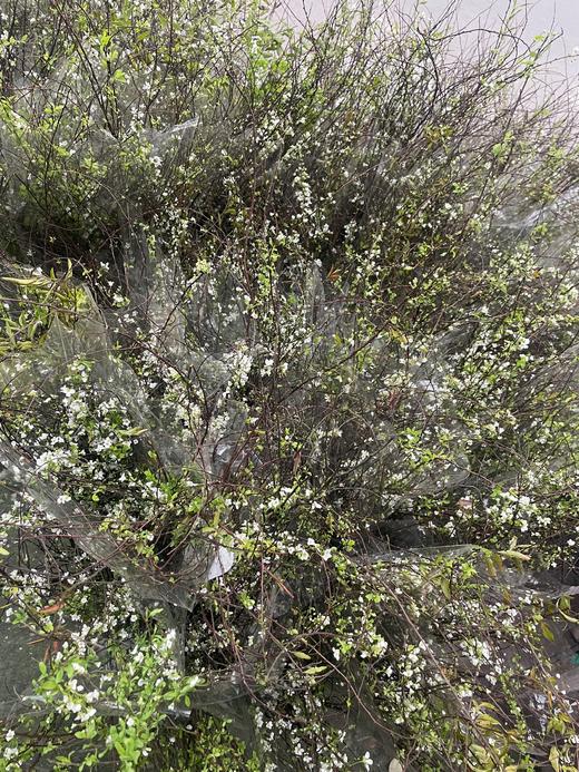 【开花特惠】雪柳花 约6-8枝/扎 商品图4