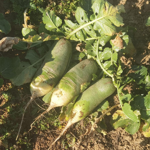 有机水果小青萝卜 商品图6