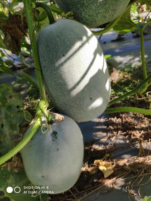 迷你小冬瓜约3斤|特石有机农场【只发广东】 商品图0