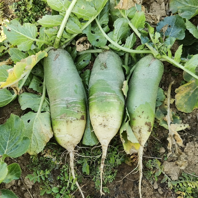 有机水果小青萝卜