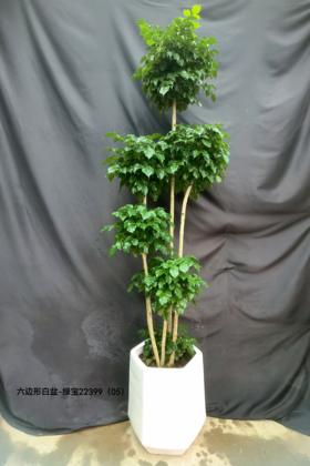 六边形白盆-绿宝