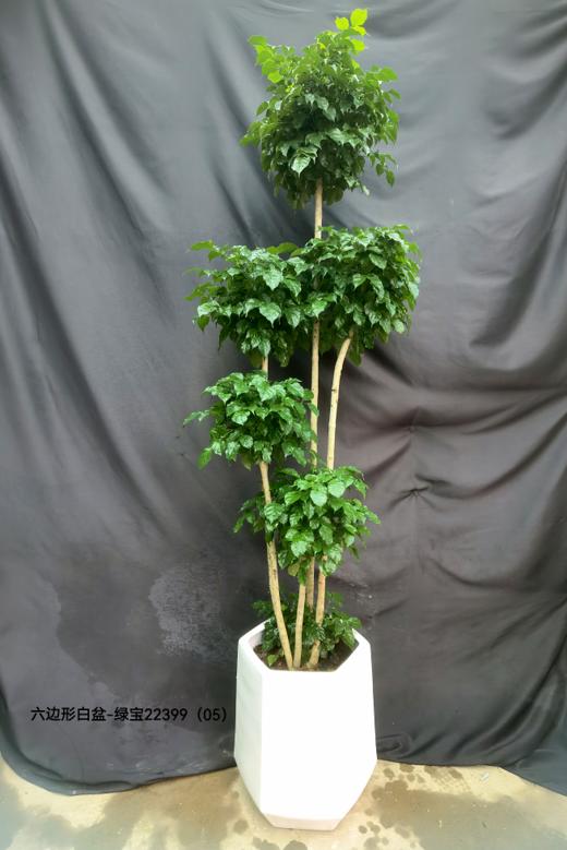 六边形白盆-绿宝 商品图0