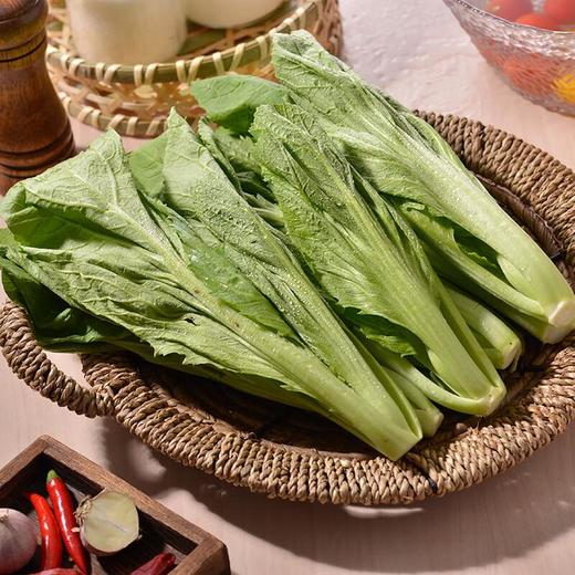 每日伊藤芥菜 约200g/袋 商品图2