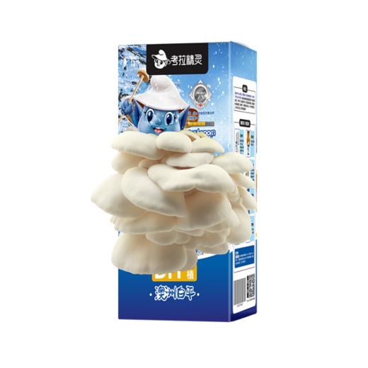 考拉精灵平菇蘑菇种植盒  XHR 商品图4