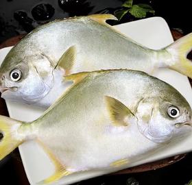 【顺丰/京东包邮】鲜捕金鲳鱼，新鲜柔嫩，大鱼规格（1.5斤左右一条）基地直邮